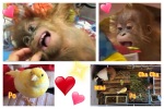 Baby Orangutan オランウータン赤ちゃん・カナリアPo動画