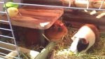 Canary and Guinea Pigs カナリアとモルモット