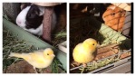 Instagram : Canary Po & Piggies カナリアとモルモットの共存！